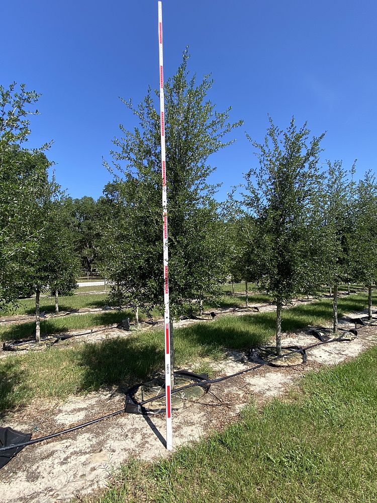 quercus-virginiana-sky-climber-live-oak