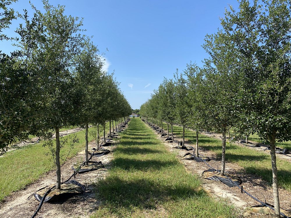 quercus-virginiana-sky-climber-live-oak