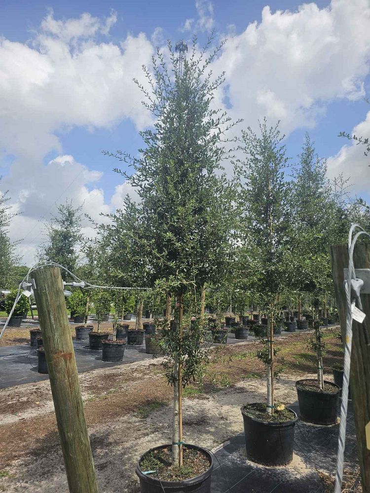 quercus-virginiana-sky-climber-live-oak