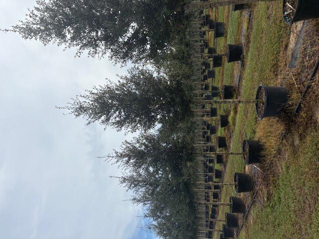quercus-virginiana-sky-climber-live-oak