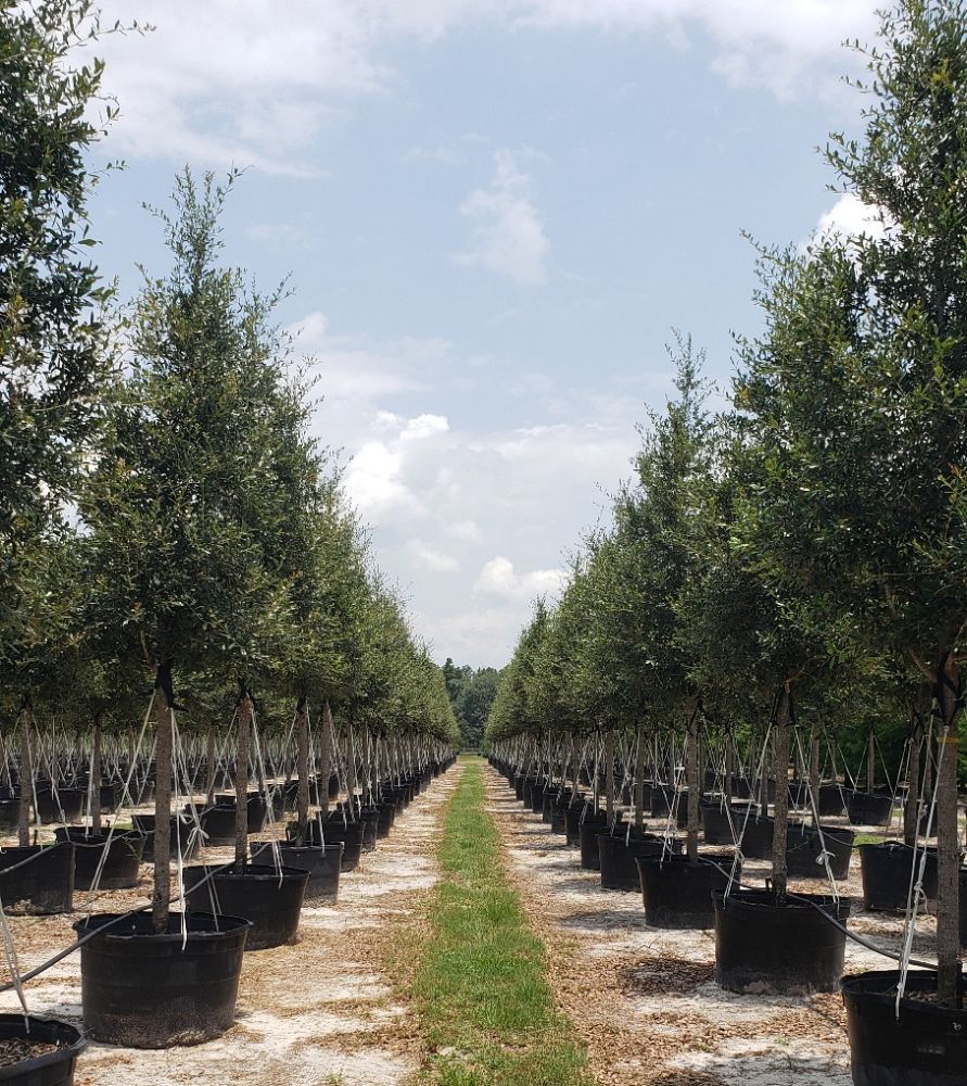 quercus-virginiana-sky-climber-live-oak