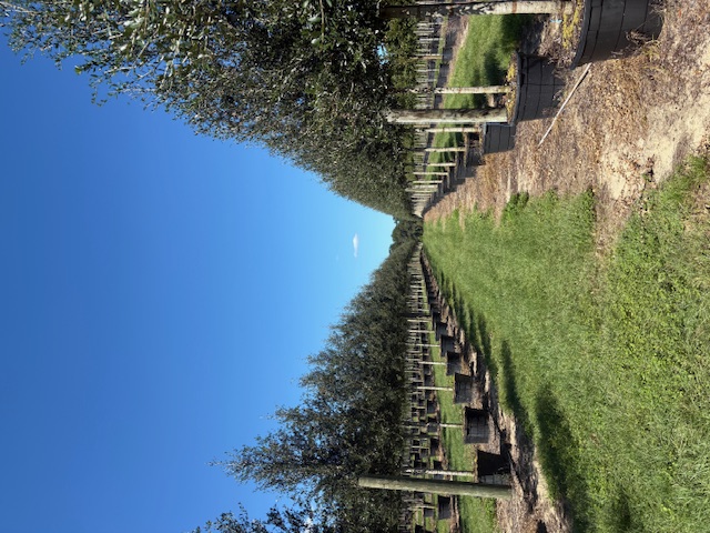 quercus-virginiana-sky-climber-live-oak