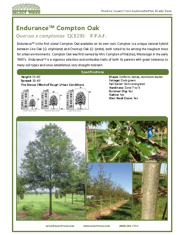quercus-x-comptoniae-compton-oak