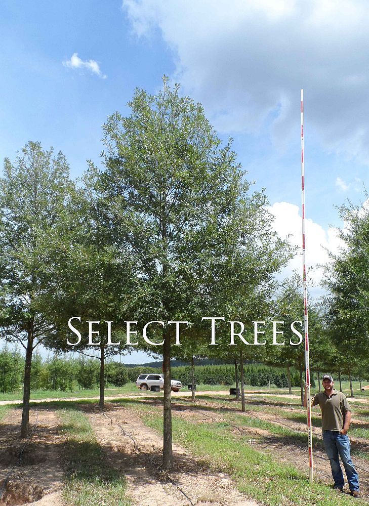 quercus-x-comptoniae-compton-oak