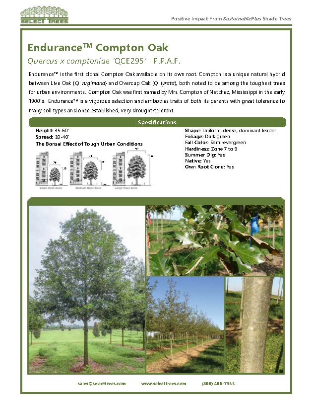 quercus-x-comptoniae-endurance-endurance-compton-oak-qrep20