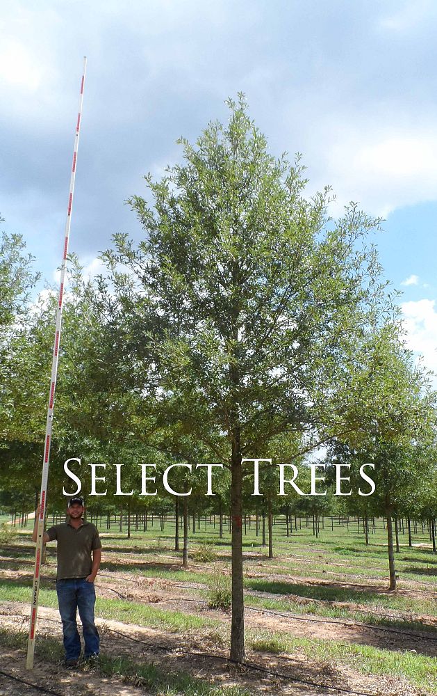 quercus-x-comptoniae-endurance-endurance-compton-oak-qrep20