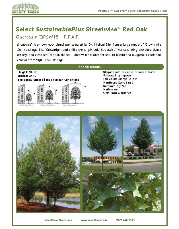quercus-x-qrsw18-red-oak-select-sustainableplus-streetwise