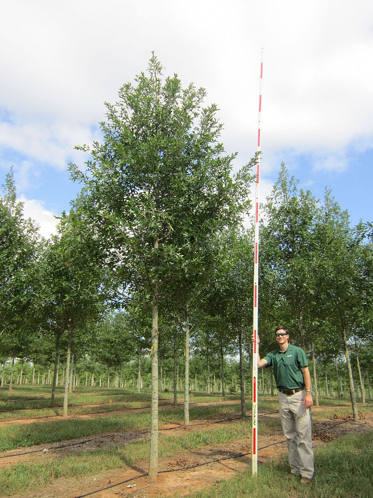 quercus-x-qrsw18-red-oak-select-sustainableplus-streetwise