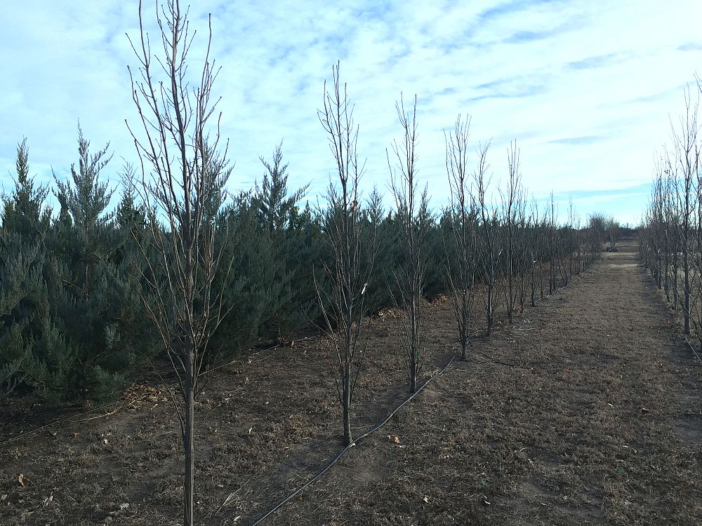 quercus-x-warei-castle-green-hybrid-english-oak