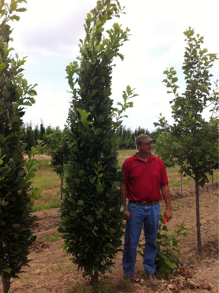 quercus-x-warei-long-hybrid-live-oak-regal-prince-quercus-robur-x-bicolor