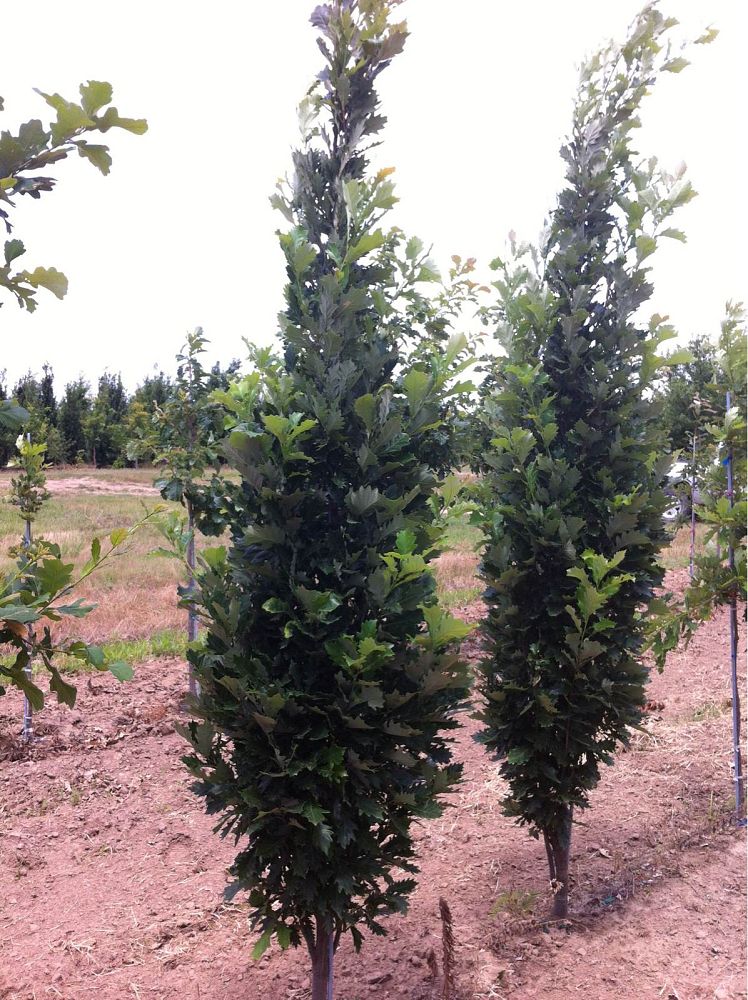 quercus-x-warei-long-hybrid-live-oak-regal-prince-quercus-robur-x-bicolor