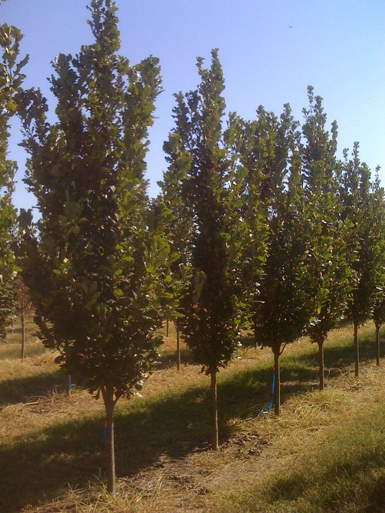 quercus-x-warei-long-hybrid-live-oak-regal-prince-quercus-robur-x-bicolor