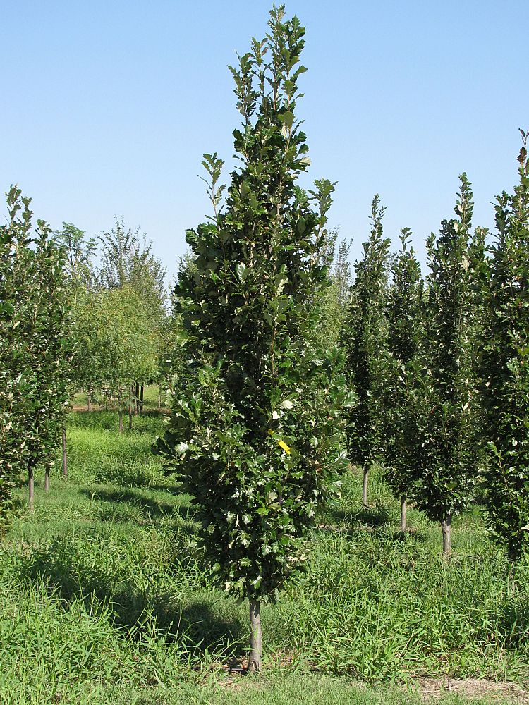 quercus-x-warei-long-hybrid-live-oak-regal-prince-quercus-robur-x-bicolor