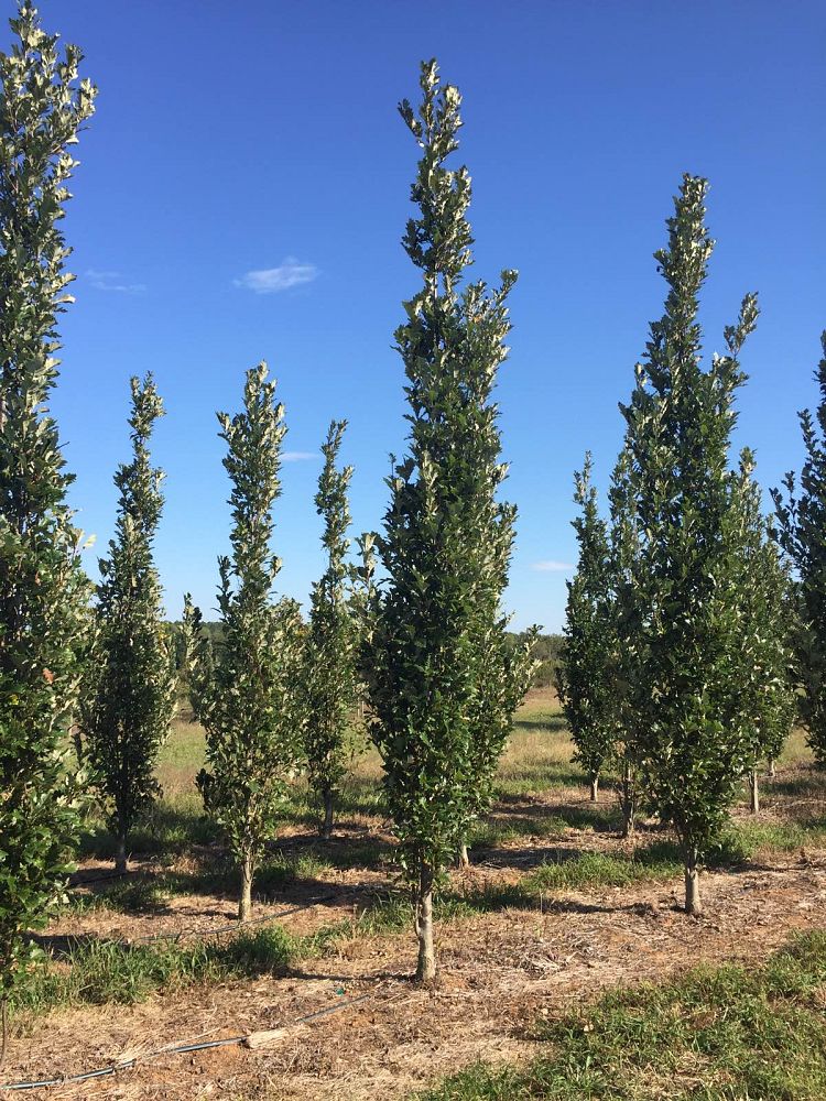 quercus-x-warei-long-hybrid-live-oak-regal-prince-quercus-robur-x-bicolor