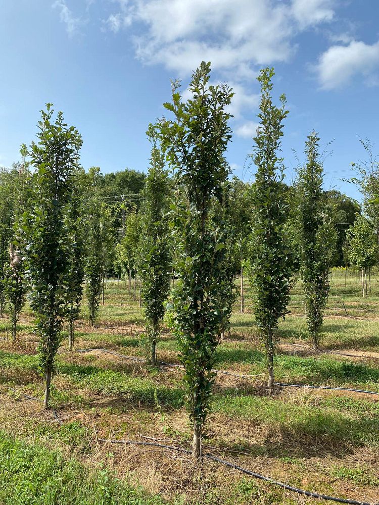 quercus-x-warei-long-hybrid-live-oak-regal-prince-quercus-robur-x-bicolor
