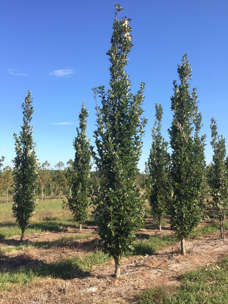 quercus-x-warei-long-hybrid-live-oak-regal-prince-quercus-robur-x-bicolor