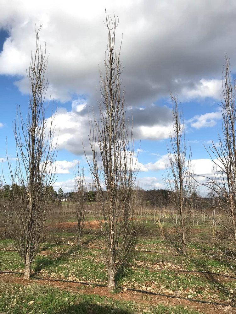 quercus-x-warei-long-hybrid-live-oak-regal-prince-quercus-robur-x-bicolor