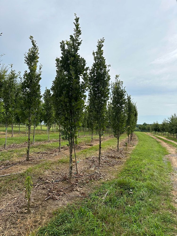 quercus-x-warei-long-hybrid-live-oak-regal-prince-quercus-robur-x-bicolor