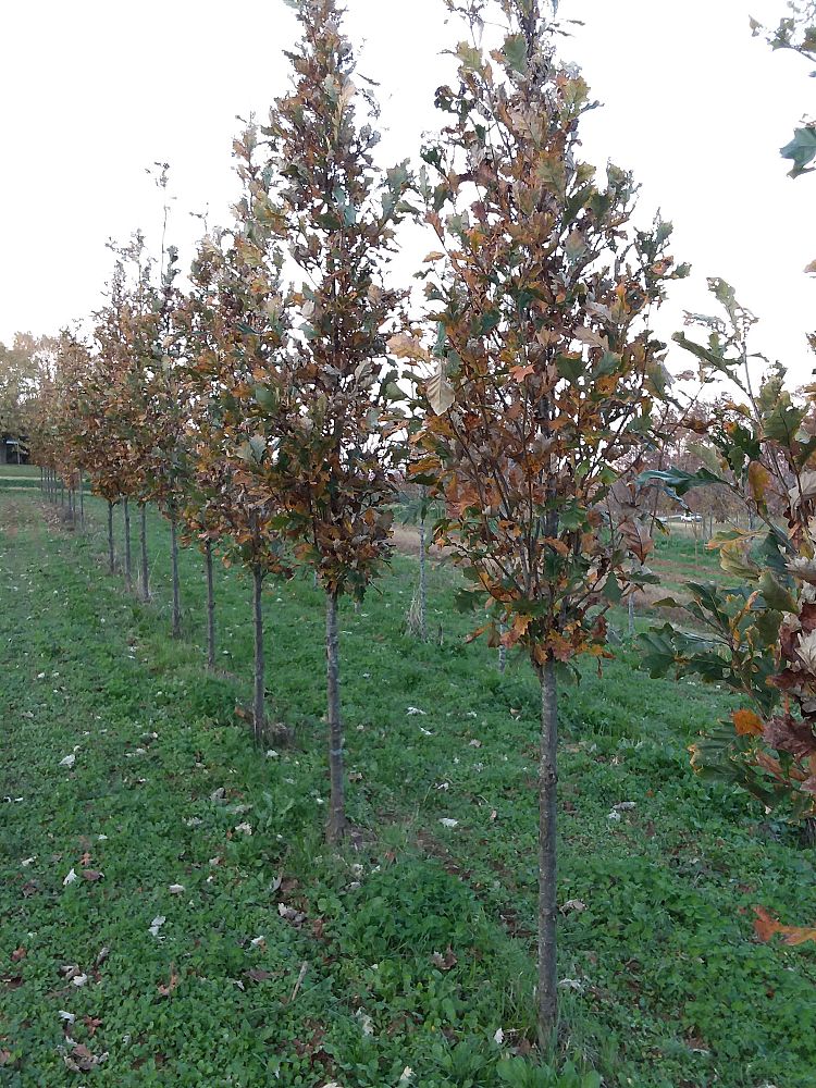 quercus-x-warei-long-hybrid-live-oak-regal-prince-quercus-robur-x-bicolor