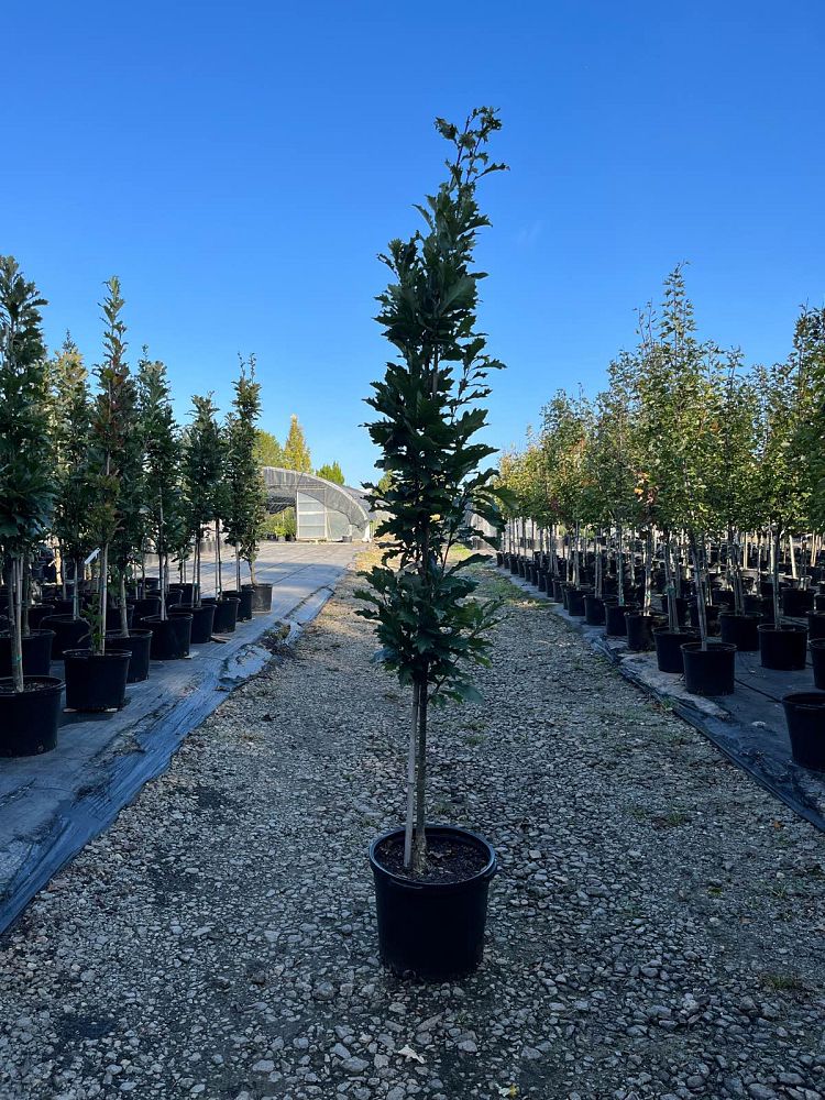 quercus-x-warei-nadler-hybrid-english-oak-kindred-spirit-quercus-robur-x-bicolor