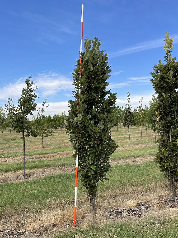 quercus-x-warei-nadler-hybrid-english-oak-kindred-spirit-quercus-robur-x-bicolor