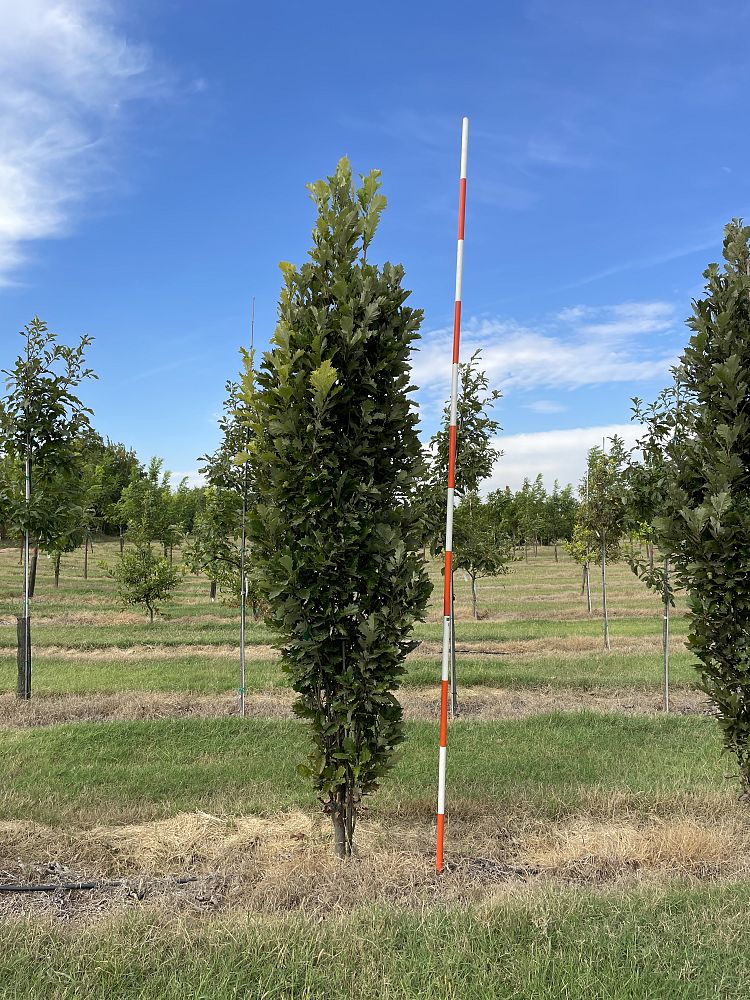 quercus-x-warei-nadler-hybrid-english-oak-kindred-spirit-quercus-robur-x-bicolor