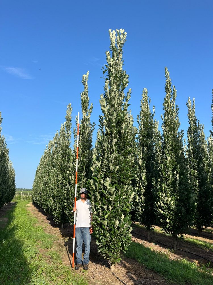 quercus-x-warei-nadler-hybrid-english-oak-kindred-spirit-quercus-robur-x-bicolor