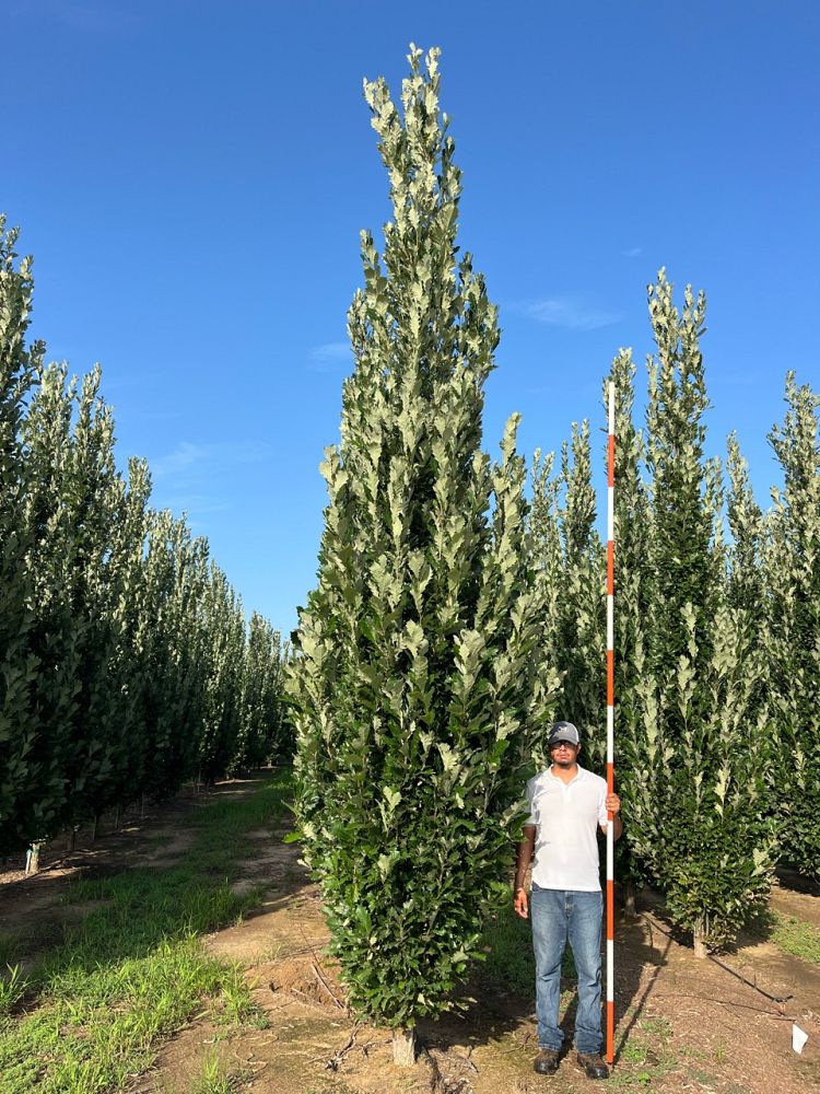 quercus-x-warei-nadler-hybrid-english-oak-kindred-spirit-quercus-robur-x-bicolor