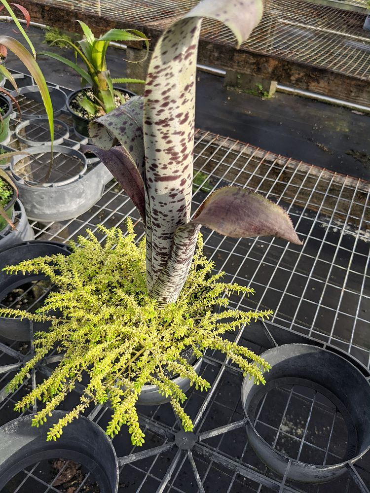 quesnelia-marmorata-tim-plowman-quesnelia-bromeliad