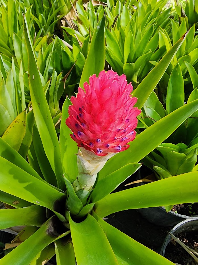 quesnelia-testudo-bromeliad