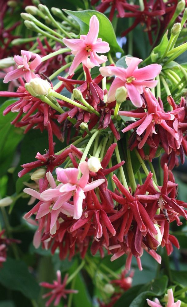 quisqualis-indica-rangoon-creeper-vine