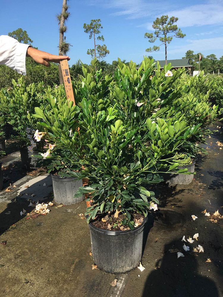 radermachera-kunming-dwarf-tree-jasmine-peep-thong