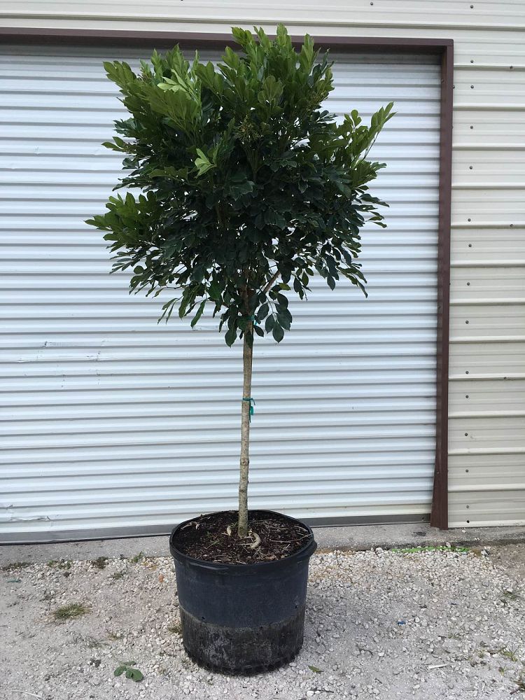 radermachera-kunming-dwarf-tree-jasmine-peep-thong