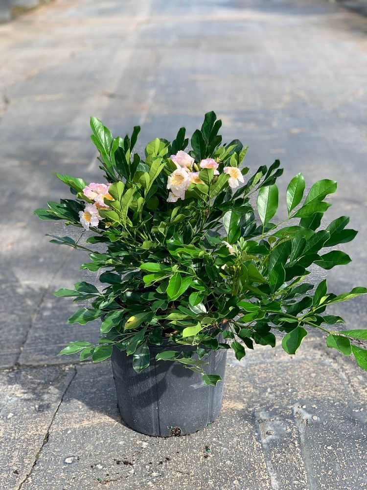 radermachera-kunming-dwarf-tree-jasmine-peep-thong