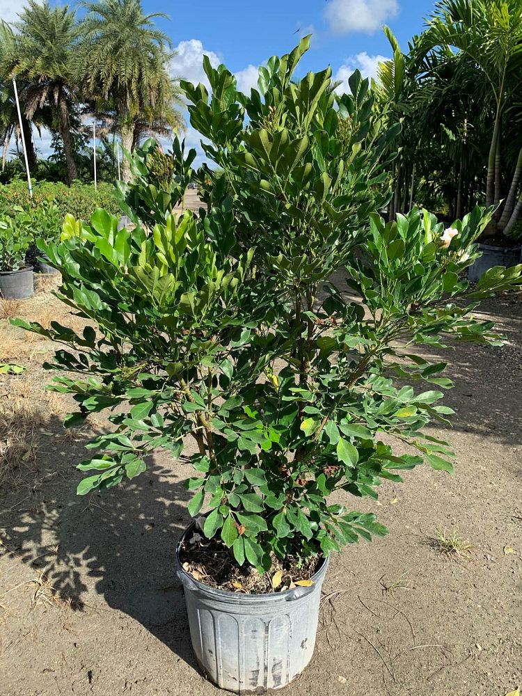 radermachera-kunming-dwarf-tree-jasmine-peep-thong