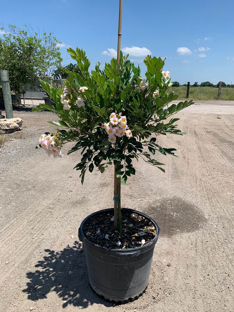 radermachera-kunming-dwarf-tree-jasmine-peep-thong