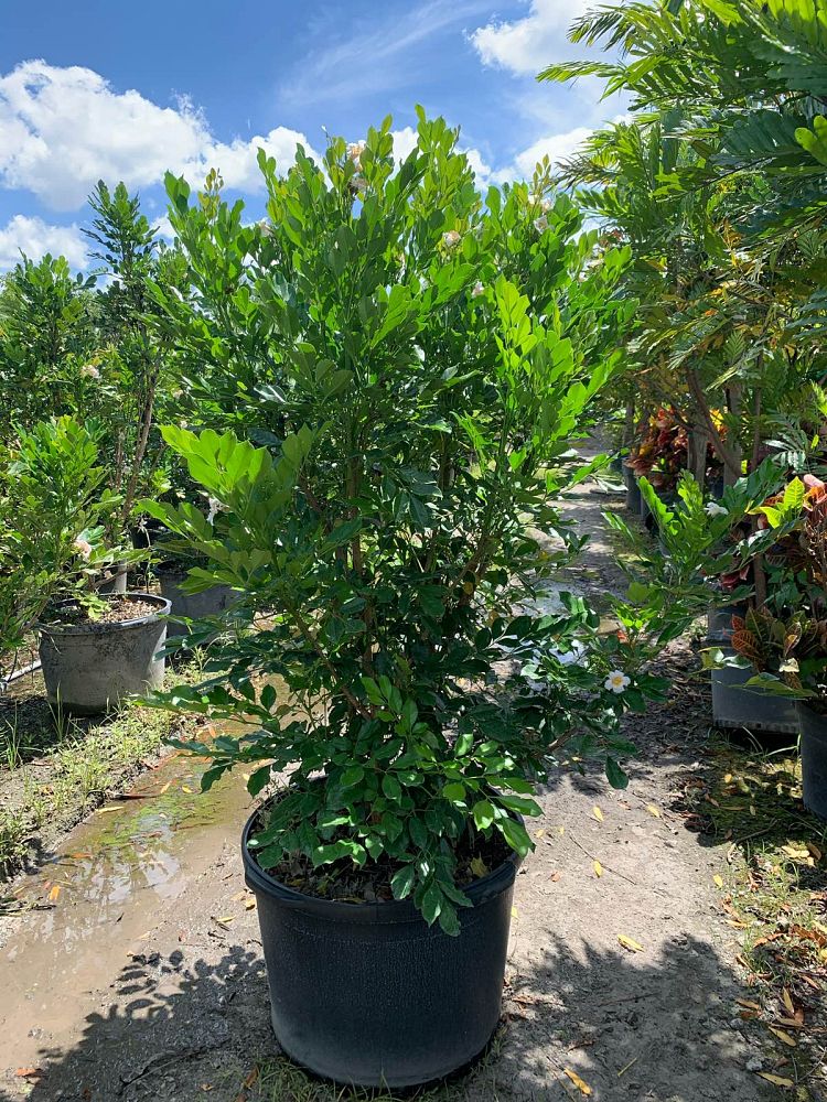 radermachera-kunming-dwarf-tree-jasmine-peep-thong