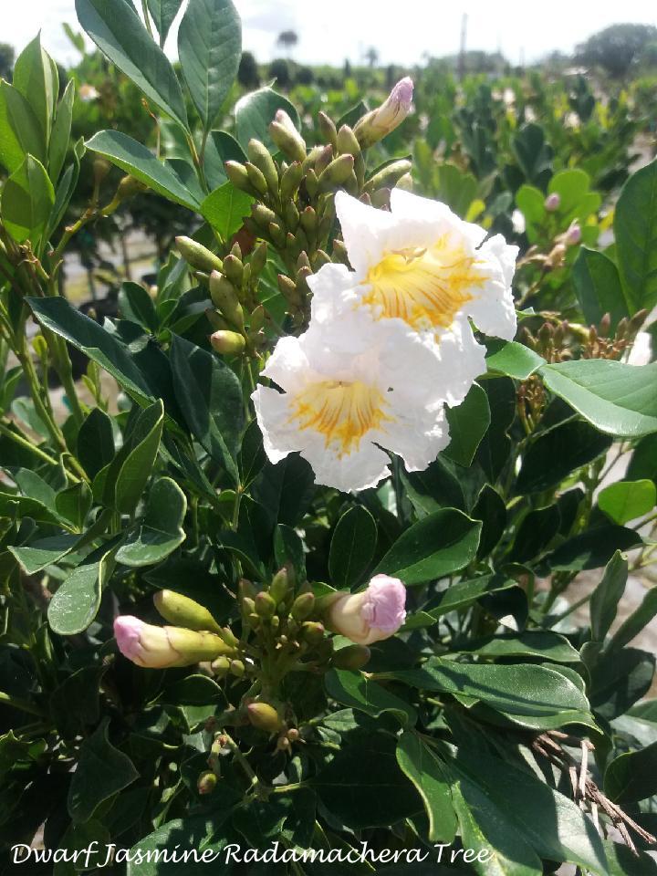 radermachera-kunming-dwarf-tree-jasmine-peep-thong