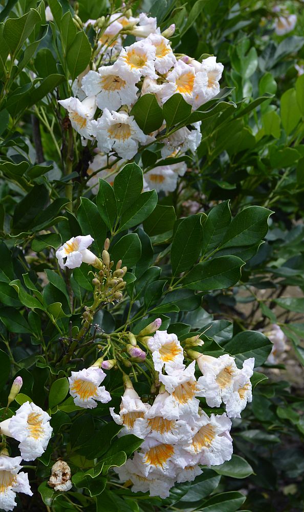 radermachera-kunming-dwarf-tree-jasmine-peep-thong