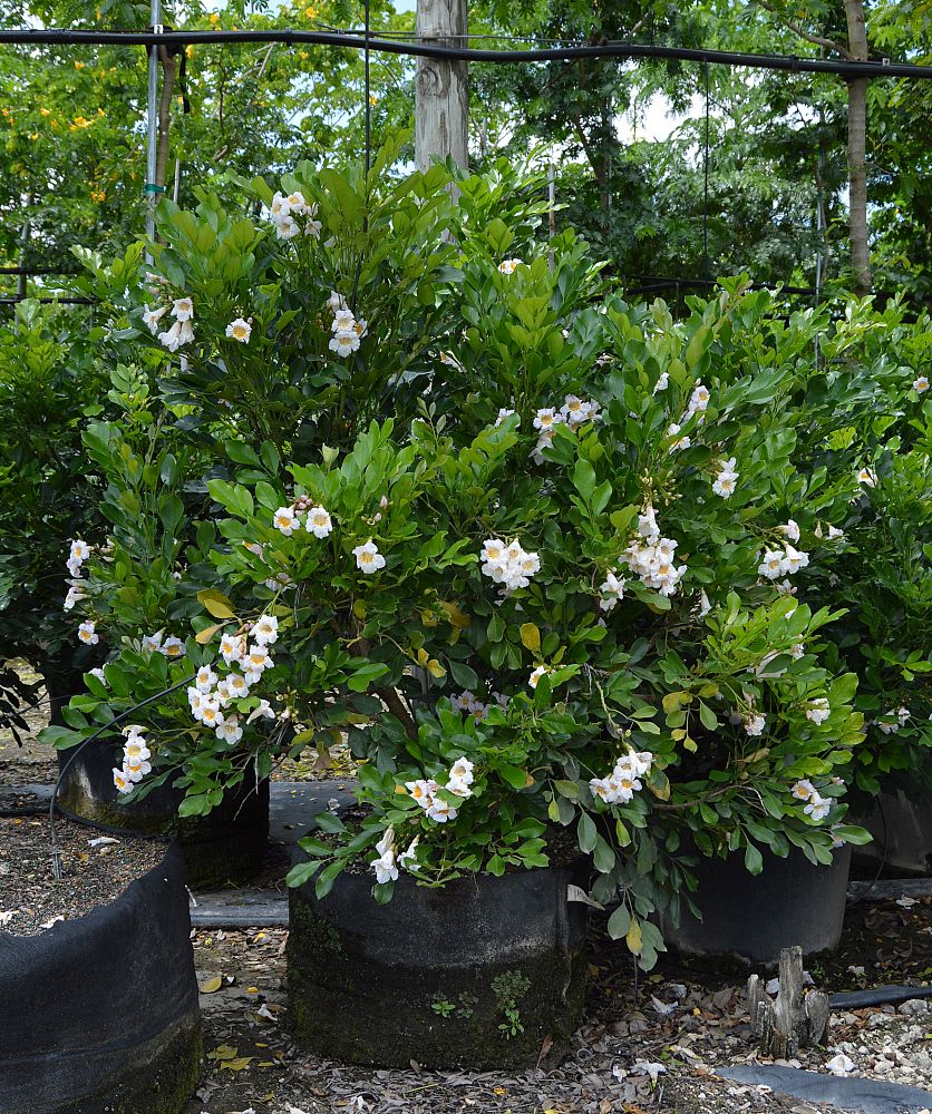 radermachera-kunming-dwarf-tree-jasmine-peep-thong