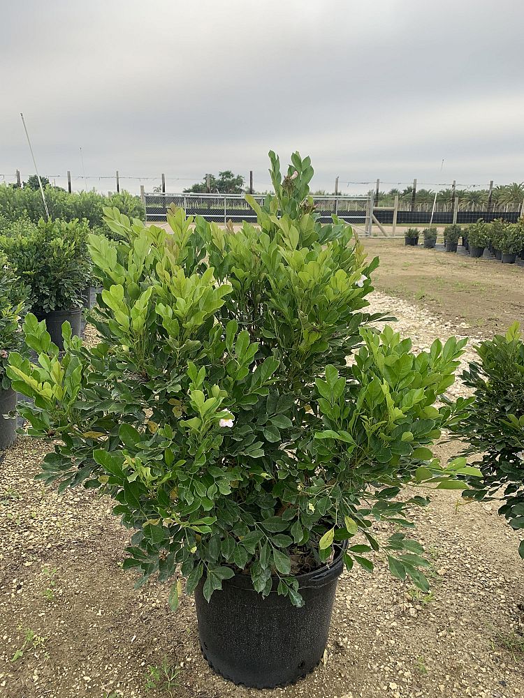 radermachera-kunming-dwarf-tree-jasmine-peep-thong