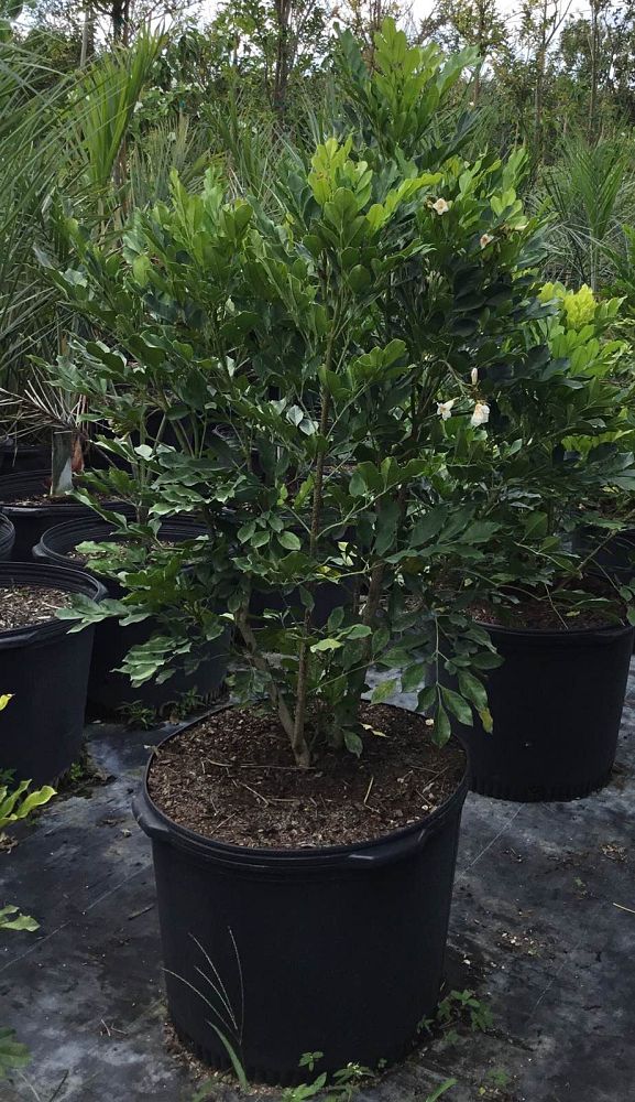 radermachera-kunming-dwarf-tree-jasmine-peep-thong