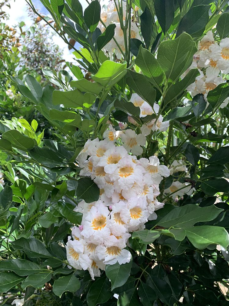 radermachera-kunming-dwarf-tree-jasmine-peep-thong