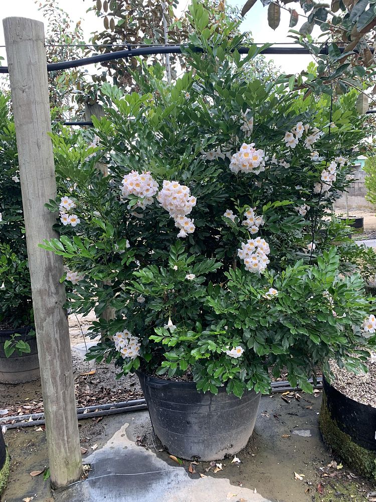 radermachera-kunming-dwarf-tree-jasmine-peep-thong