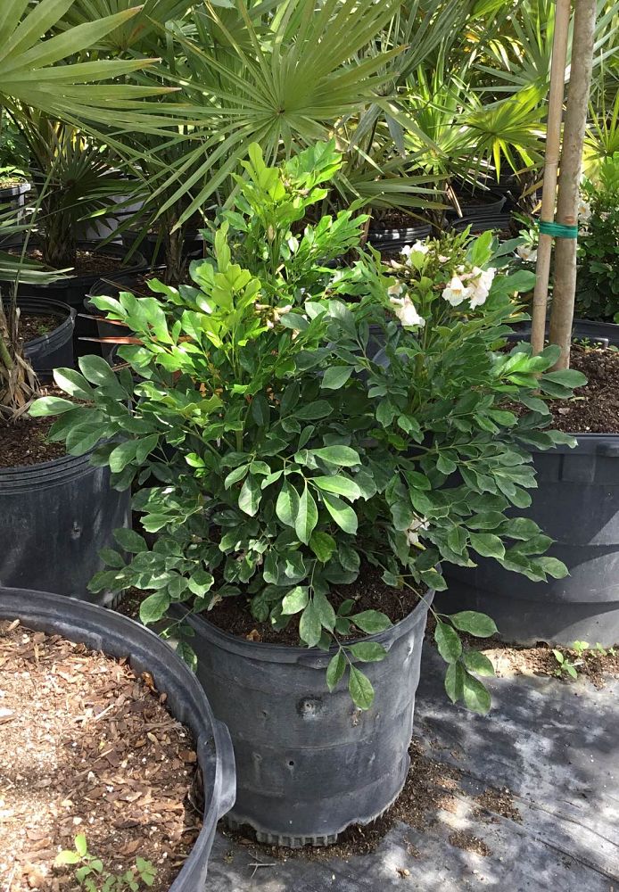 radermachera-kunming-dwarf-tree-jasmine-peep-thong