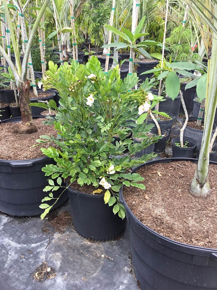 radermachera-kunming-dwarf-tree-jasmine-peep-thong
