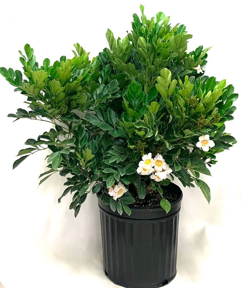 radermachera-kunming-dwarf-tree-jasmine-peep-thong