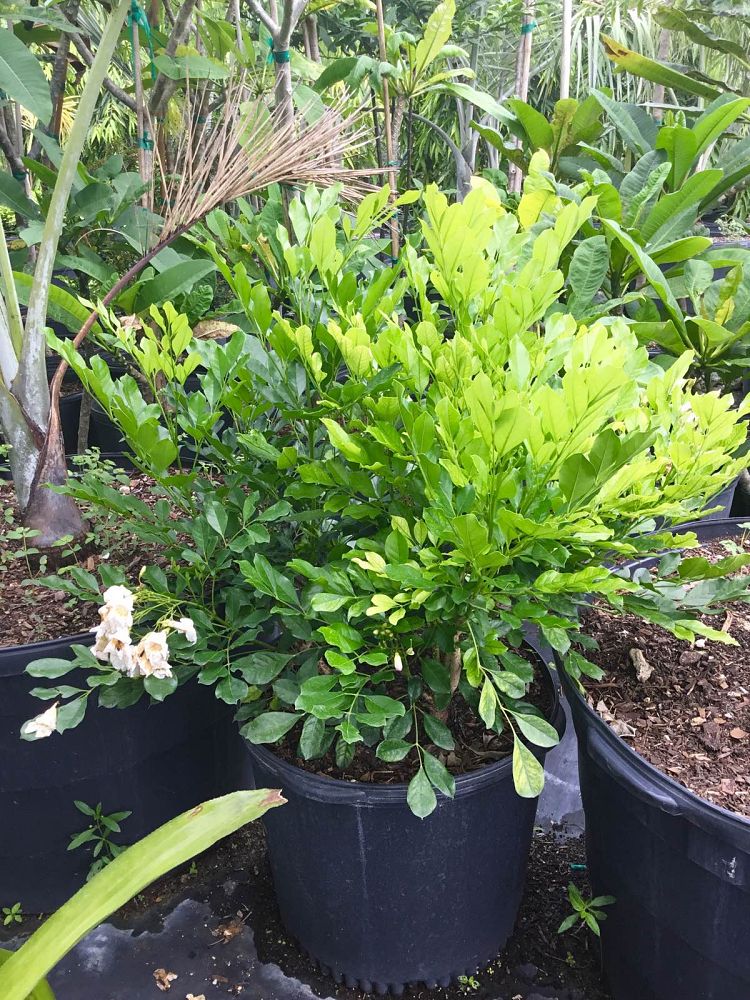 radermachera-kunming-dwarf-tree-jasmine-peep-thong
