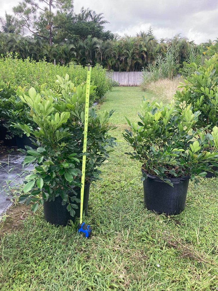 radermachera-kunming-dwarf-tree-jasmine-peep-thong