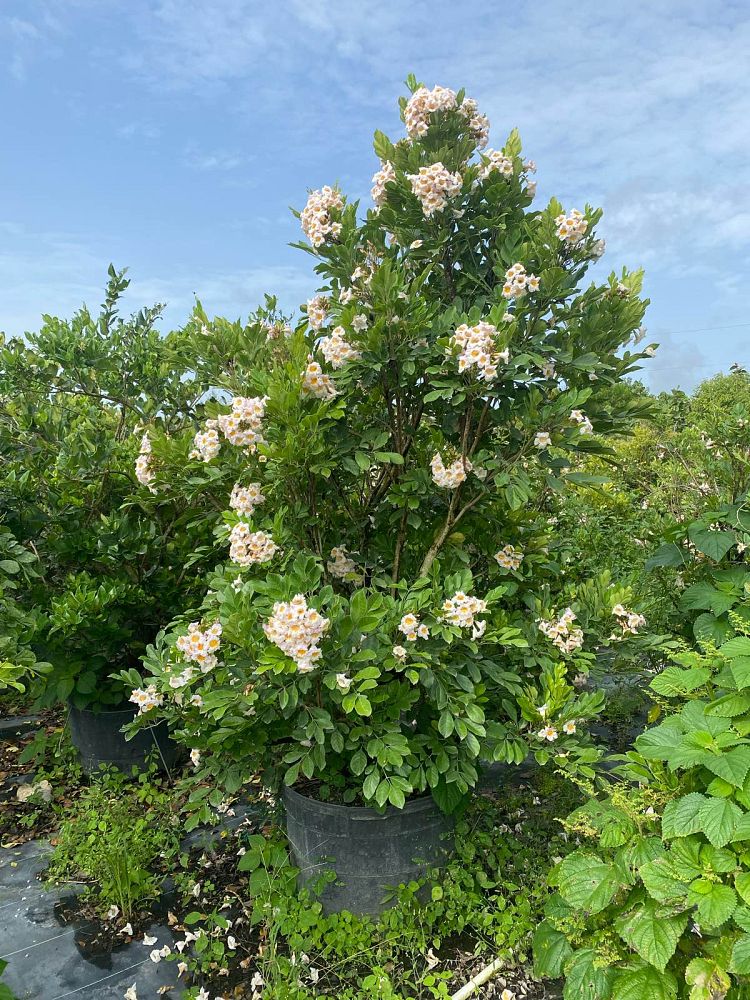 radermachera-kunming-dwarf-tree-jasmine-peep-thong